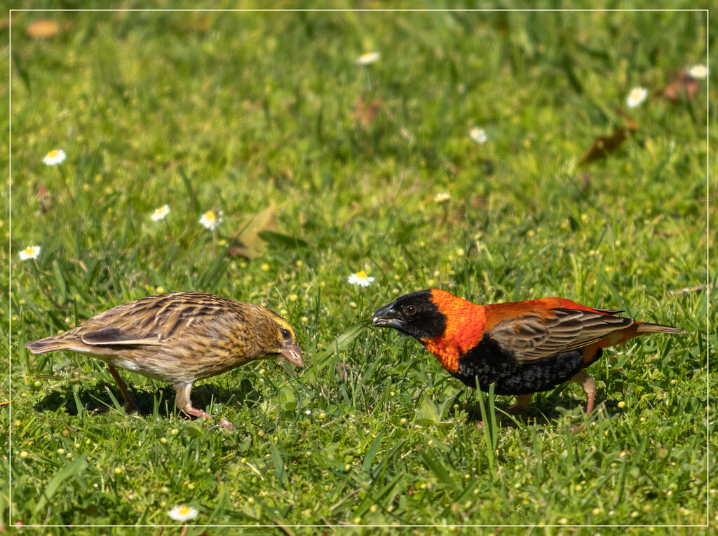 Mr and Mrs Red Bishop by ludwigsdiana