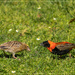 Mr and Mrs Red Bishop