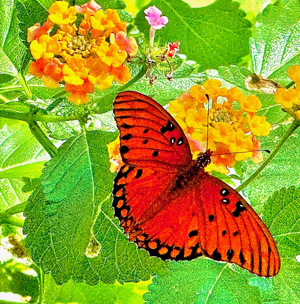 Gulf fritillary butterfly by congaree