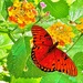 Gulf fritillary butterfly