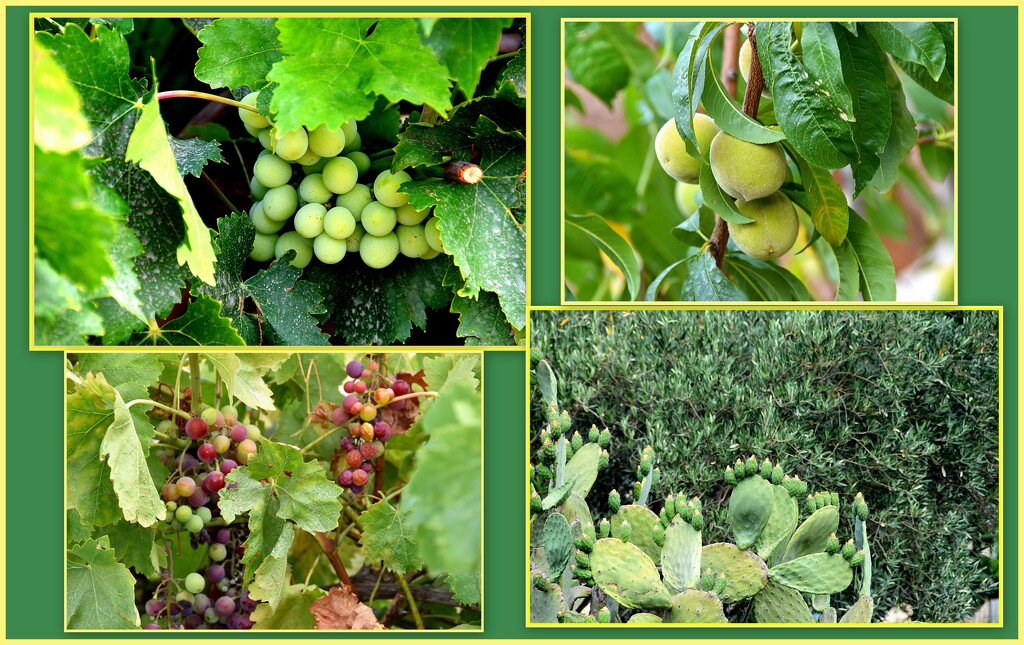 FRUIT TREES by sangwann