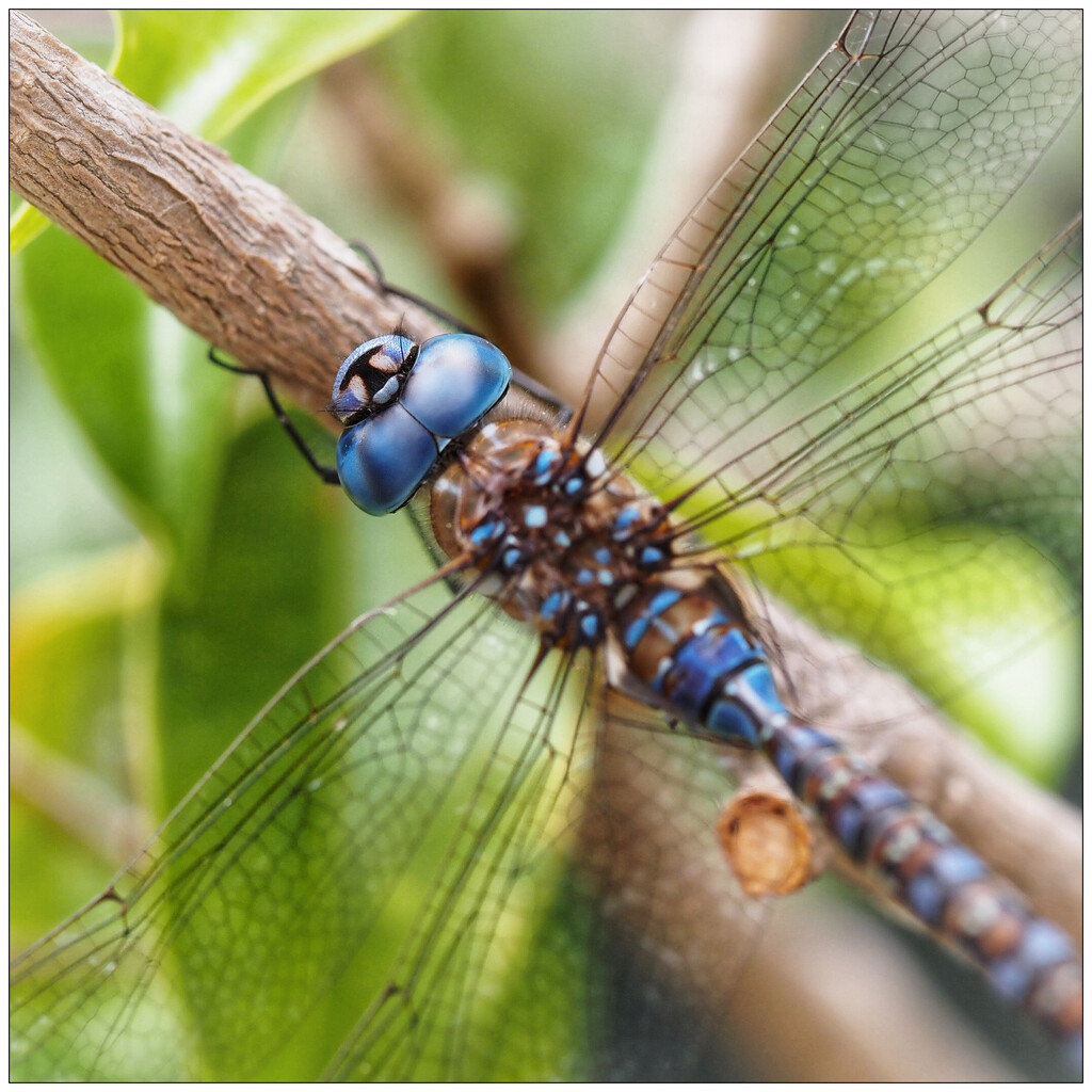 Blue-eyed Darner by aikiuser