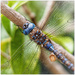 Blue-eyed Darner