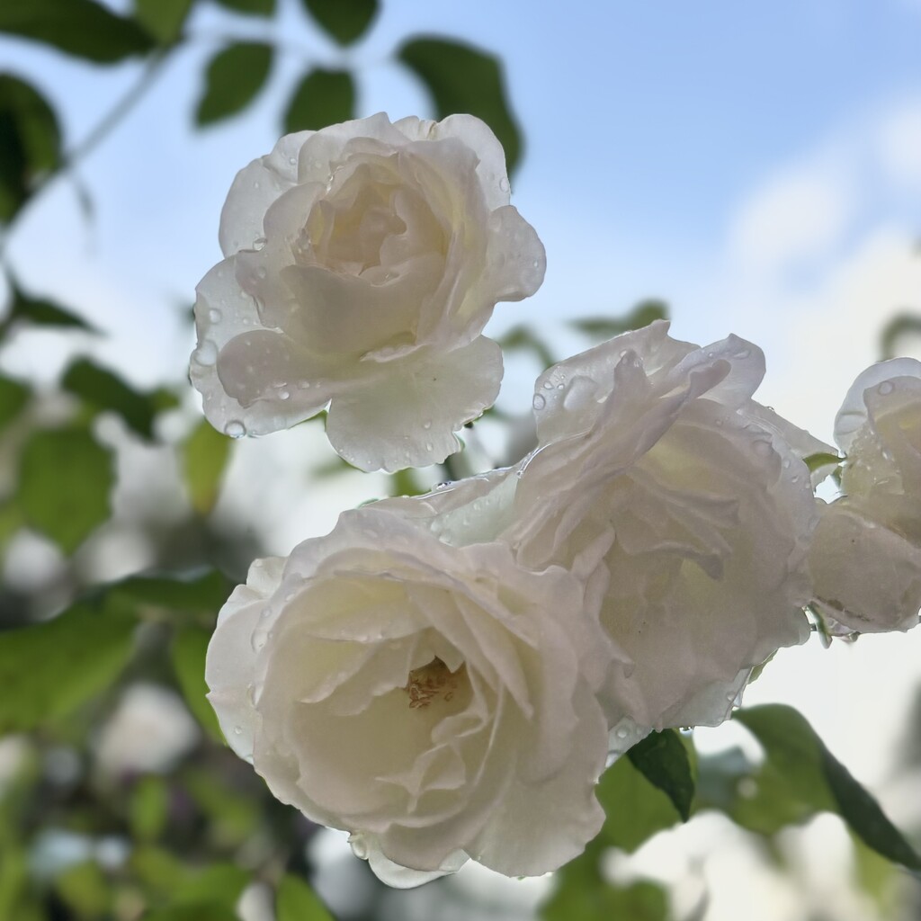 Roses in the sky with raindrops… by beverley365