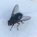 The fly (blow fly)