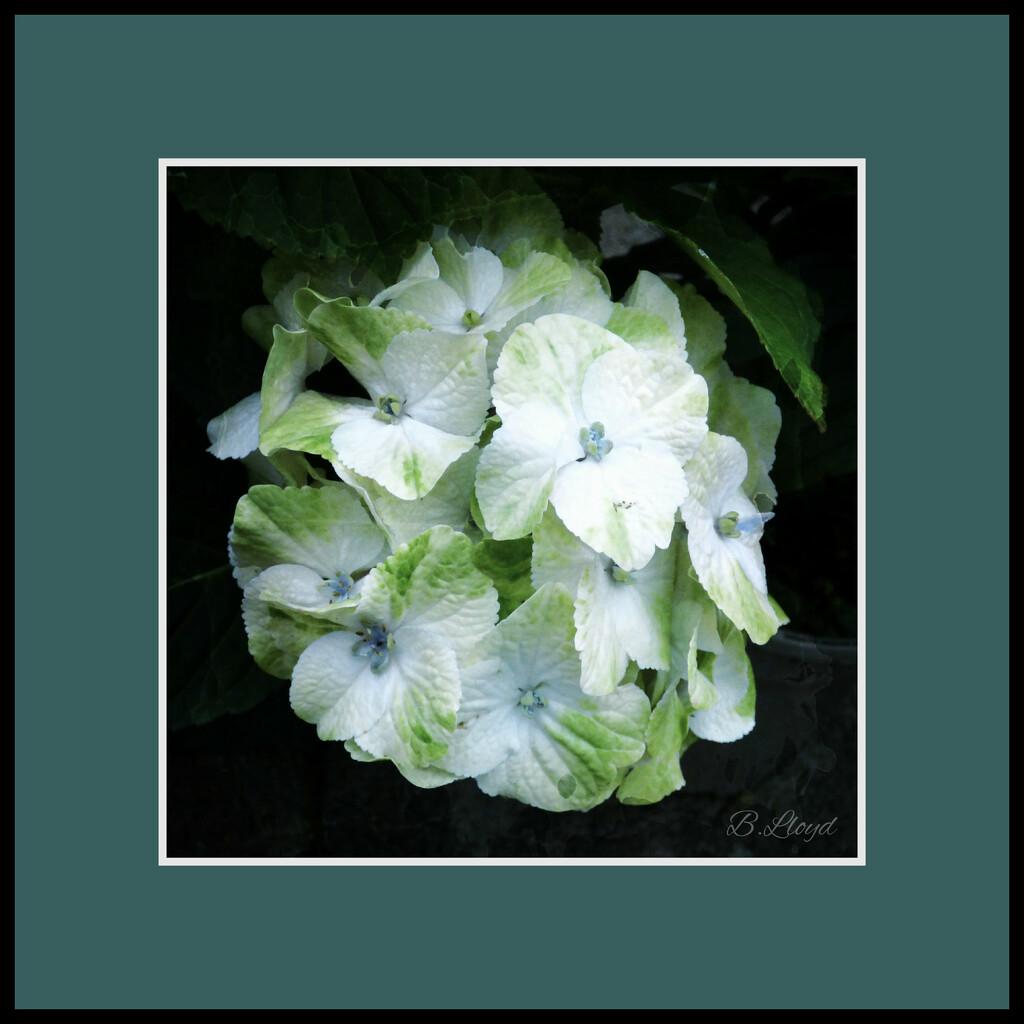 Hydrangea. by beryl