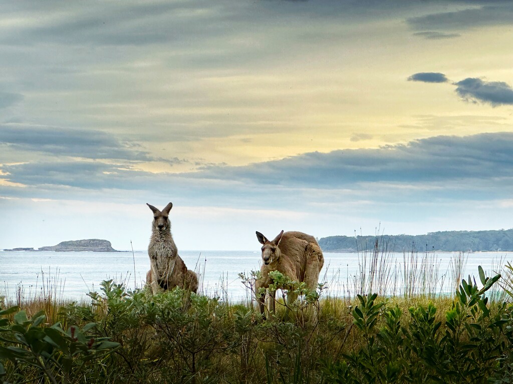 Two ‘roos by pusspup