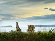 25th Sep 2024 - Two ‘roos