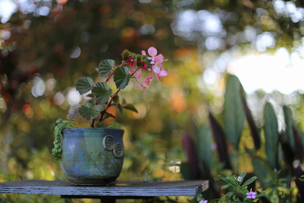 Corner of the garden by jeneurell