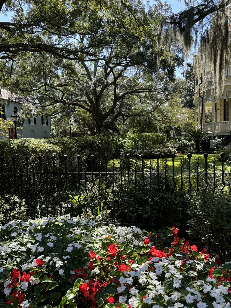 Scene during my walk at the campus of the College of Charleston by congaree