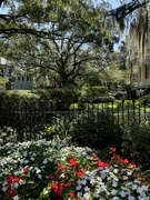 25th Sep 2024 - Scene during my walk at the campus of the College of Charleston