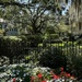 Scene during my walk at the campus of the College of Charleston