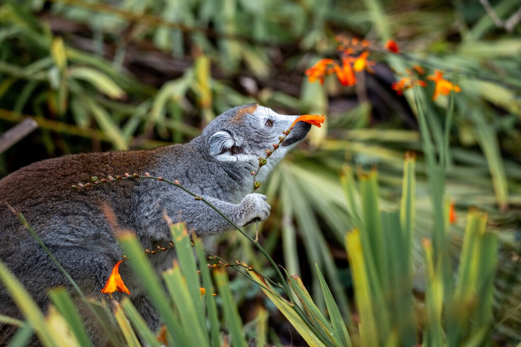 Smelling the Flowers by hannahcallier