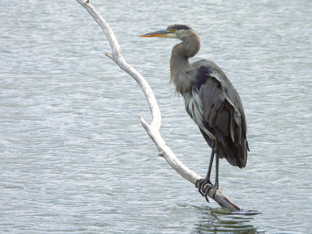 Great Blue Heron  by seattlite