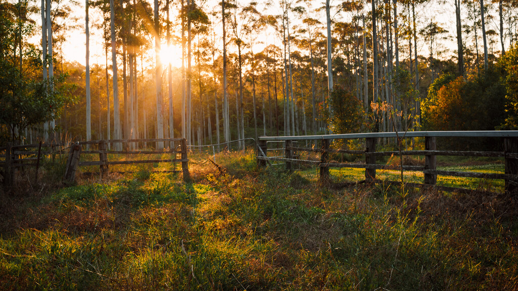 Spring evening by peterhamilton