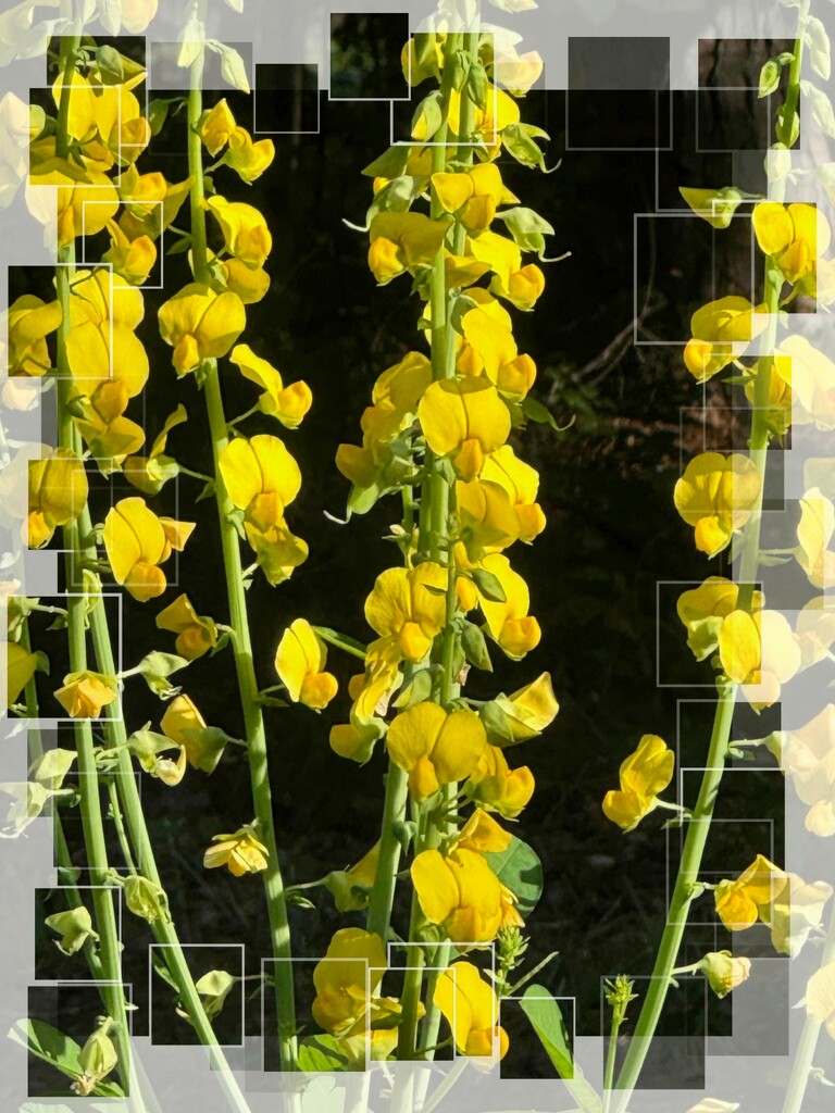 Crotalaria spectabilis... by marlboromaam