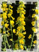 5th Sep 2024 - Crotalaria spectabilis...