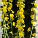 Crotalaria spectabilis... by marlboromaam