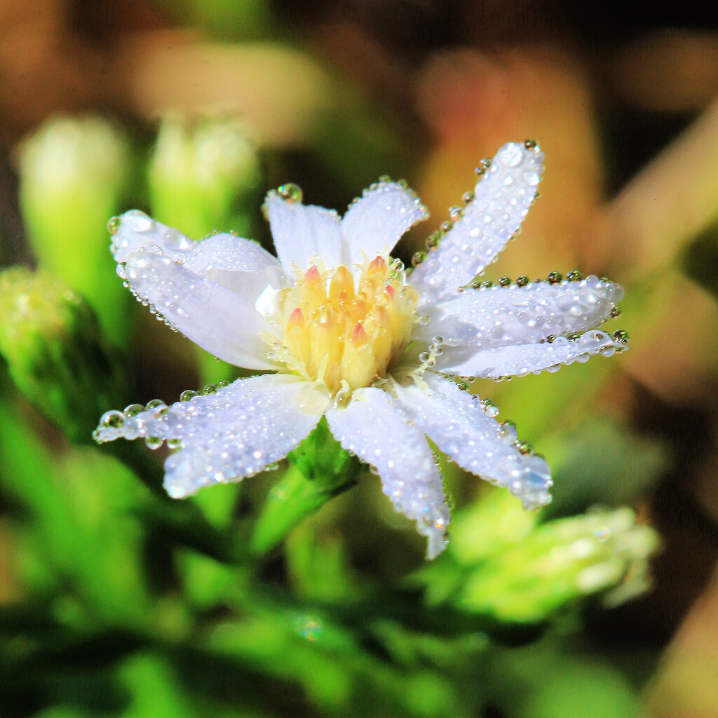 Tiny Fall Flower by juliedduncan