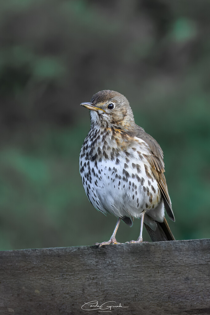 Thrush by yorkshirekiwi