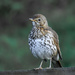 Thrush