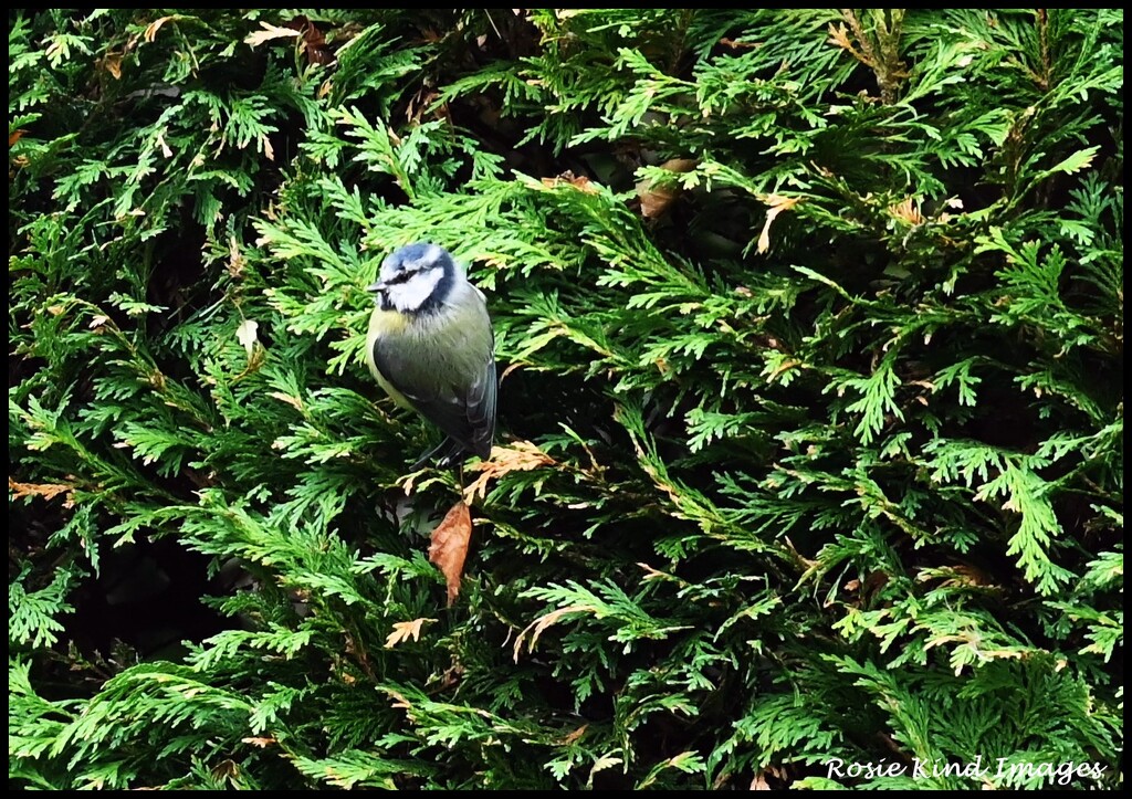 Blue tit in the garden by rosiekind