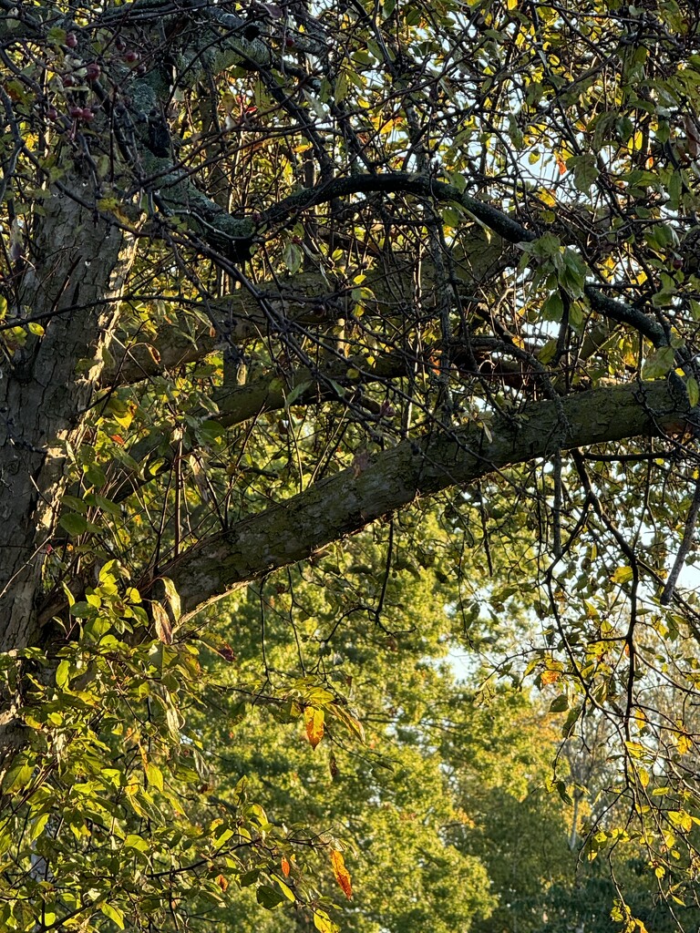 Fall Morning Light by lisab514