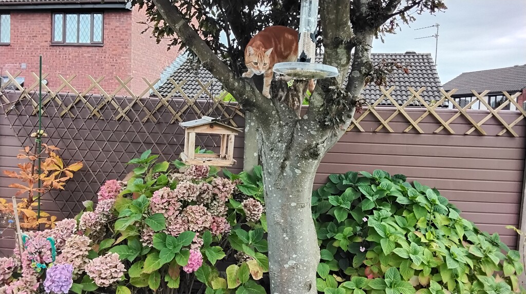 Hunter climbing the Oak tree. by grace55