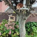 Hunter climbing the Oak tree.