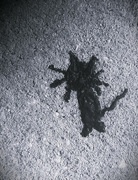 25th Sep 2024 - Splat Cat