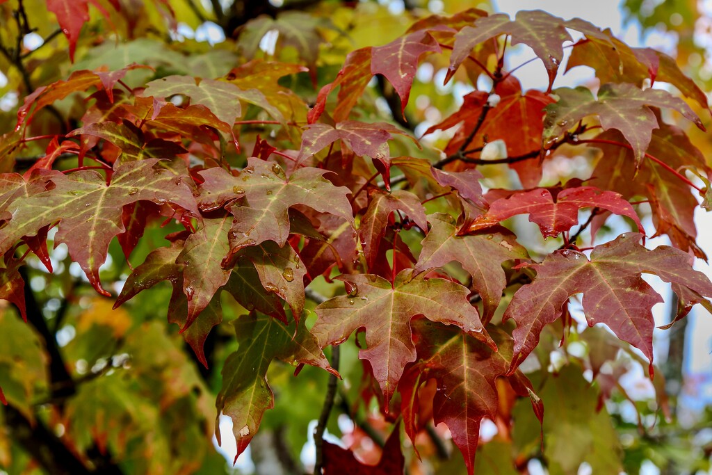 Fall Colors by corinnec