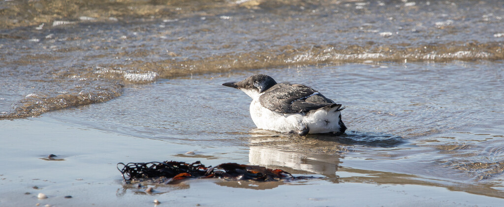 Guillemot by lifeat60degrees