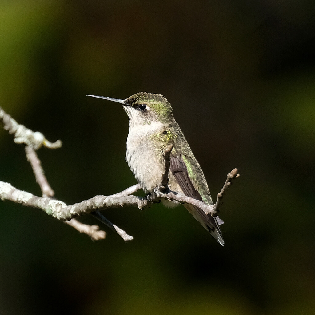 Hummingbird Strikes a Pose by lsquared