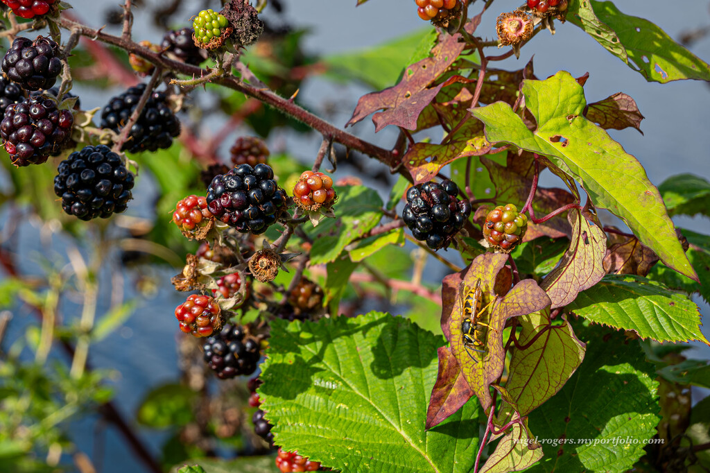 Autumn fruits and colours by nigelrogers