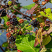 Autumn fruits and colours