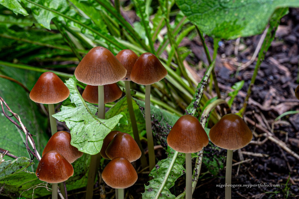 Toadstools - perhaps by nigelrogers