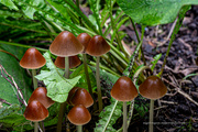 22nd Sep 2024 - Toadstools - perhaps