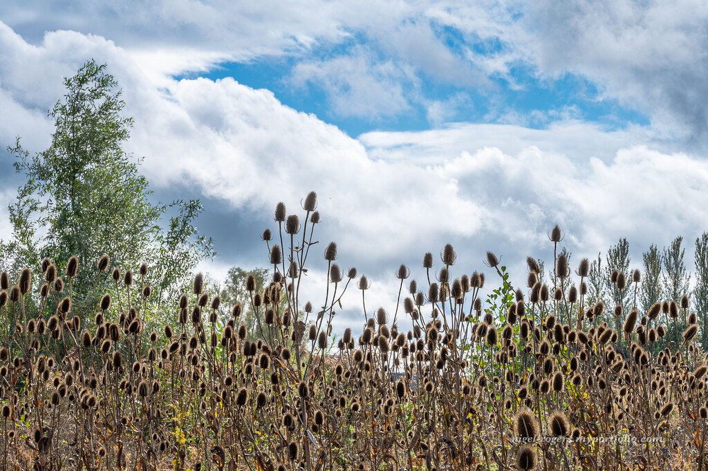 Teasel again by nigelrogers