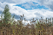 23rd Sep 2024 - Teasel again