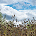 Teasel again