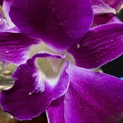 25th Sep 2024 - Orchid