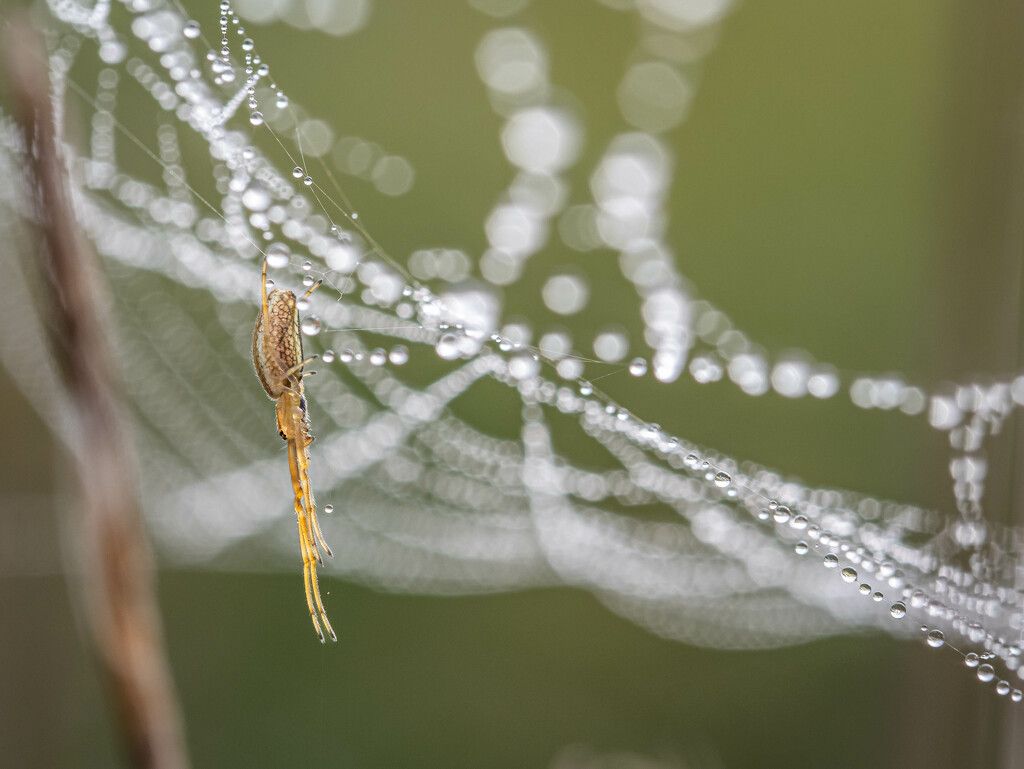 Morning drying by haskar