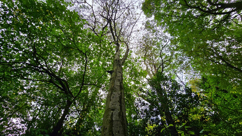 269/366 - Looking up by isaacsnek