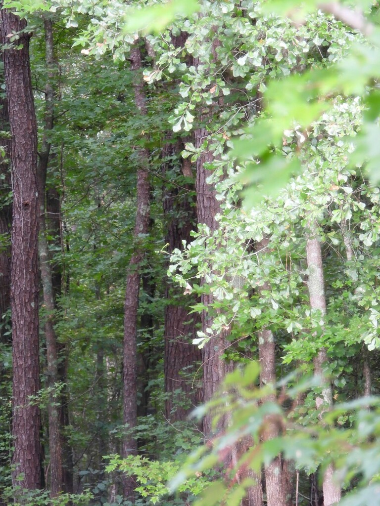 The green woods... by marlboromaam