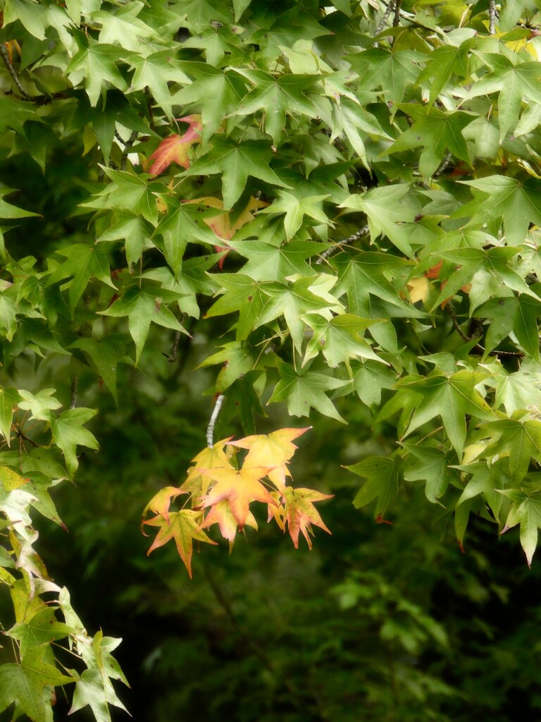 The Sweetgum trees have begun to turn... by marlboromaam