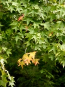 4th Sep 2024 - The Sweetgum trees have begun to turn...