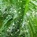 Raindrops on leaf 