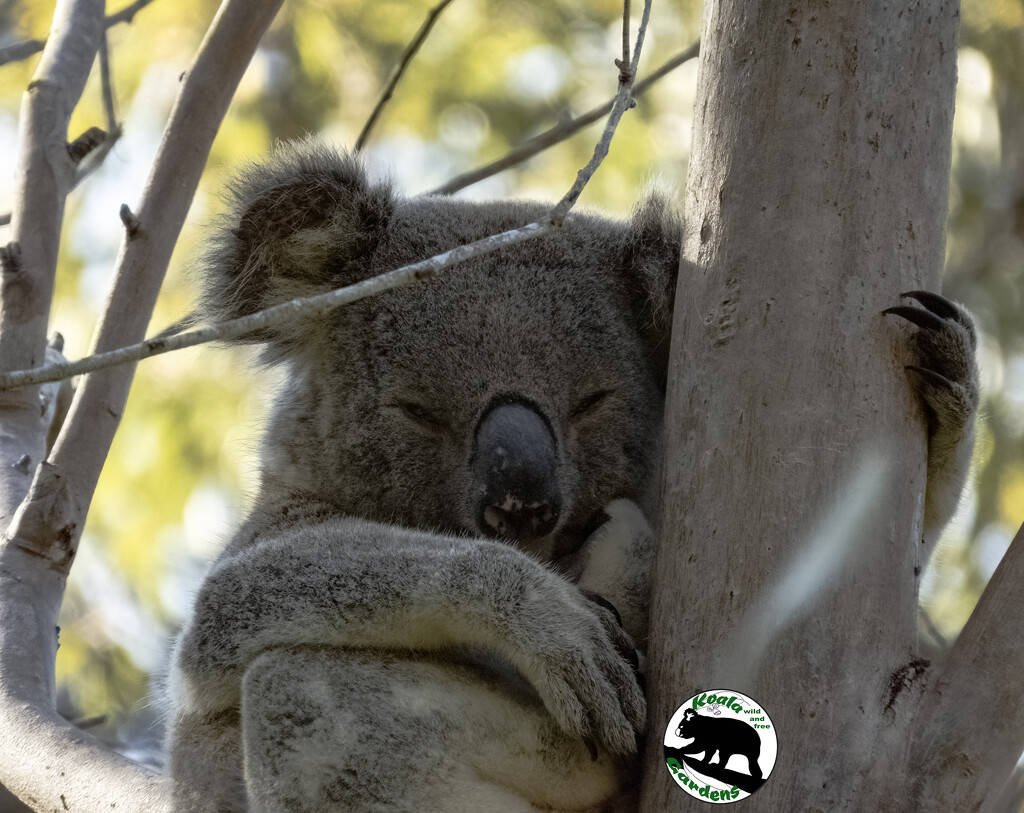 time to hug a tree by koalagardens