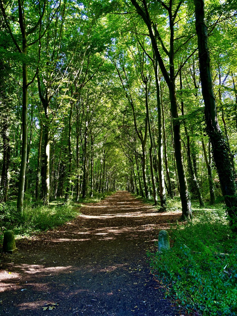 Wandlebury Avenue by lizgooster