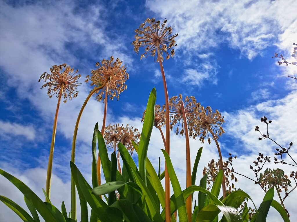 Reach for the sky by jackspix